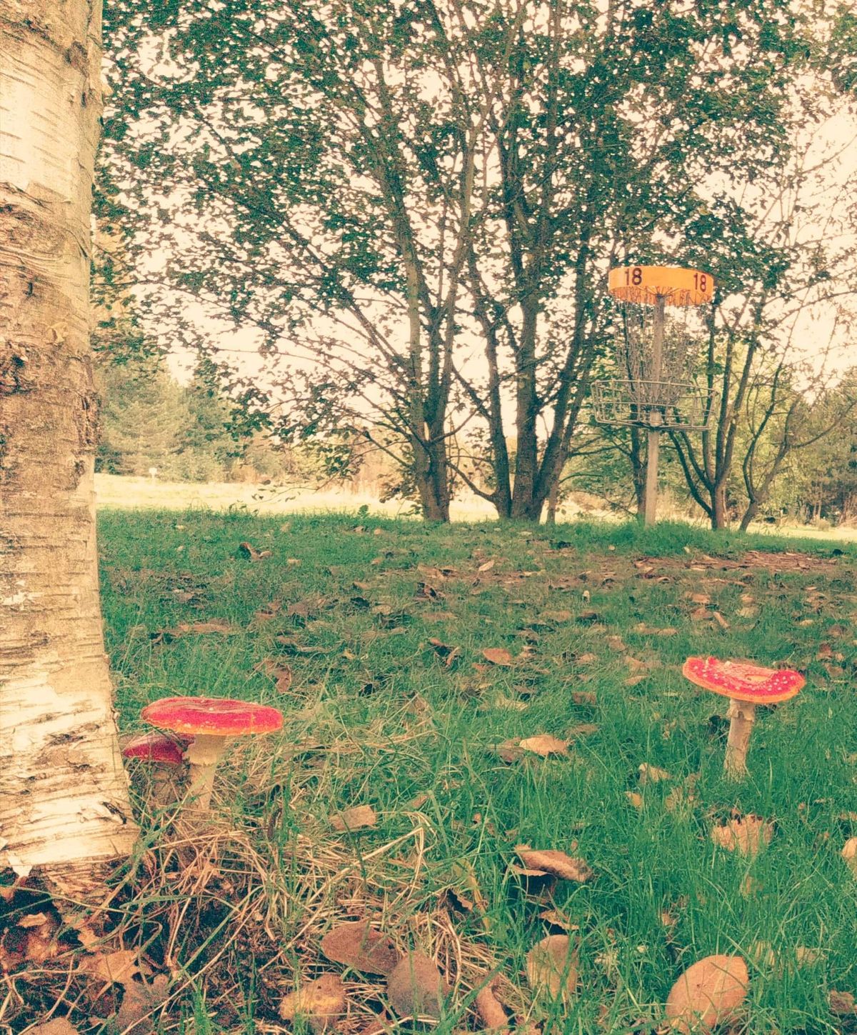 Fly Agarics on the 18th green.