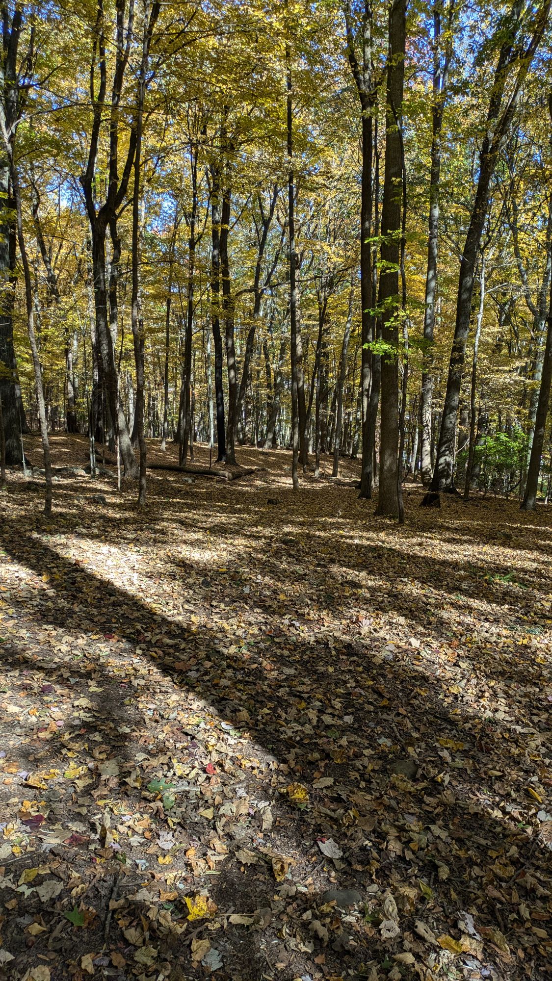 #12 Fairway