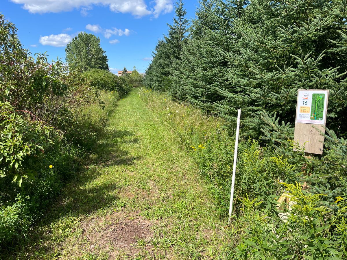 Hole 16 tee