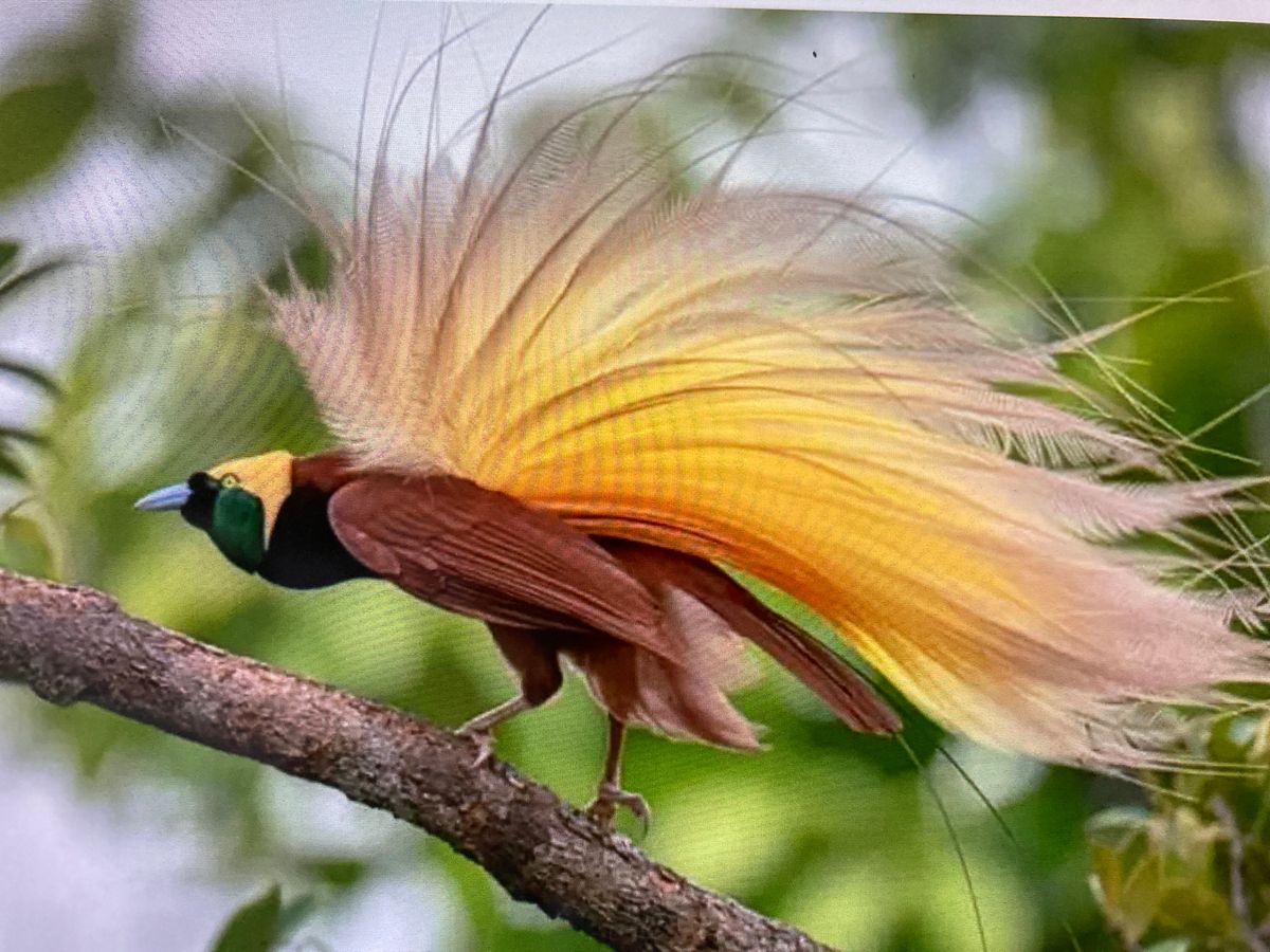 Found this bird