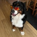 seadog02