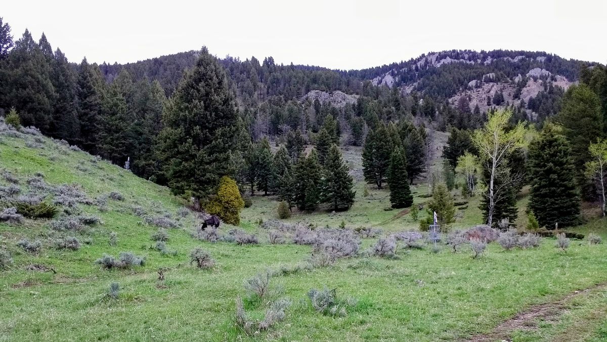 A little wildlife and holes 2&3