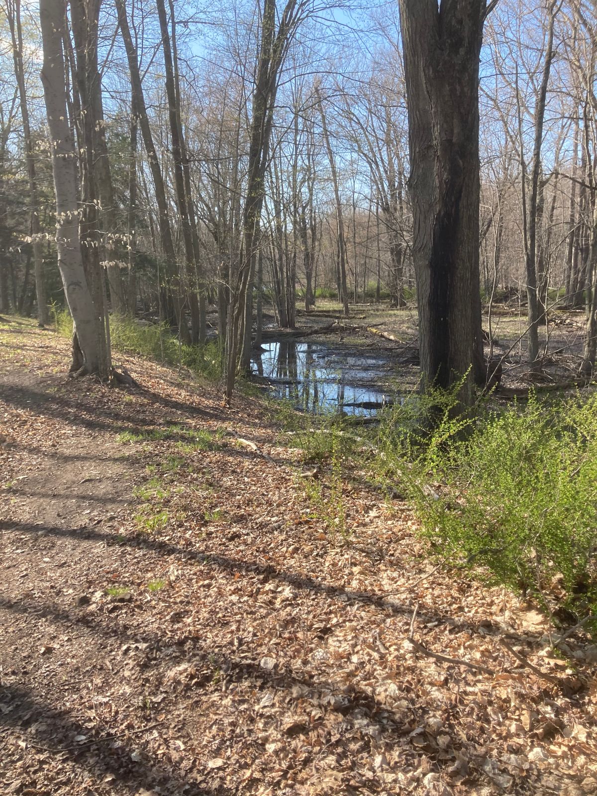 In the woods at the Edge