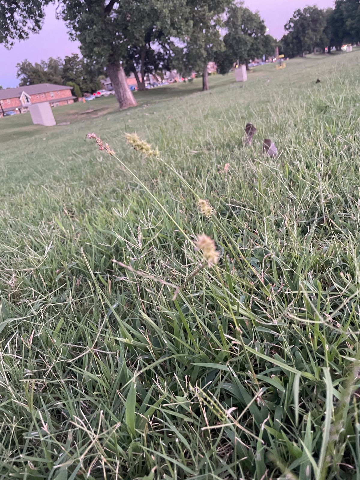 Grass can be tall at times, with stickers.