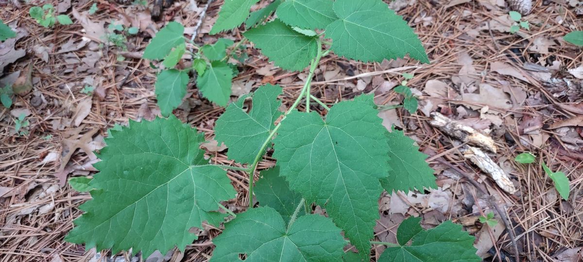 Watch out for this plant, a species of Wood Nettle, growing on the course now. Be careful not to touch or brush against bare skin.