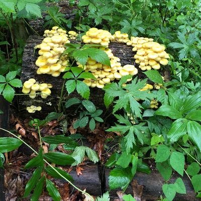 Edible Oyster mushrooms. Delicious.