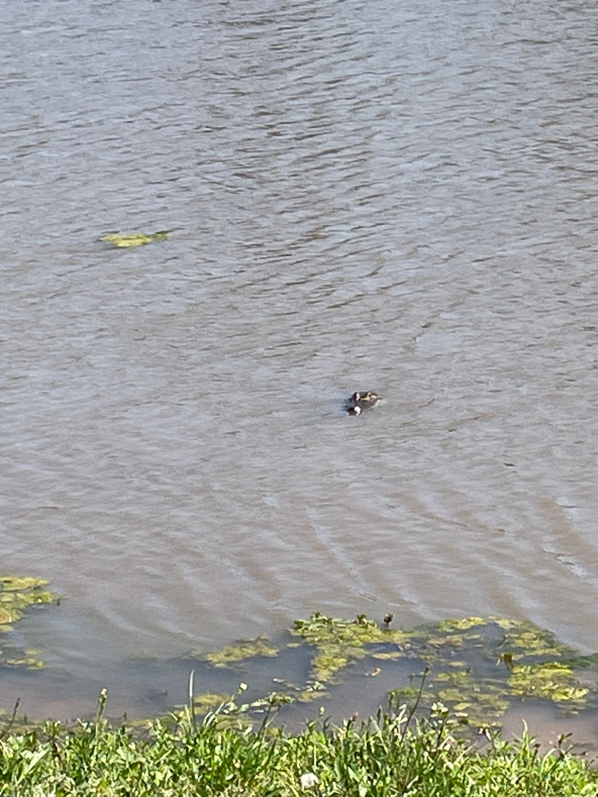 An Alligator