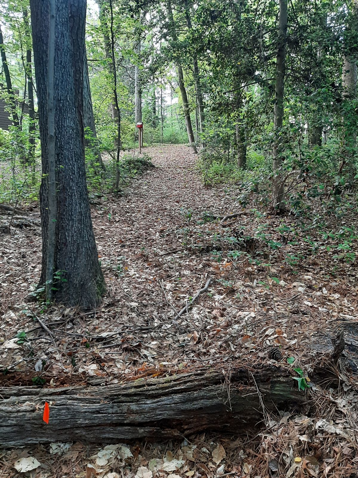 Hole 11 Gold Tee