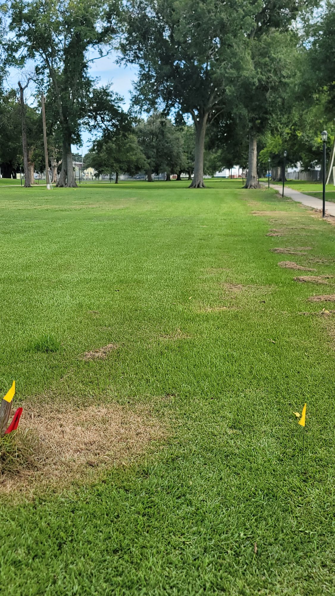 Hole 7, basket to be in soon by blue flag.
