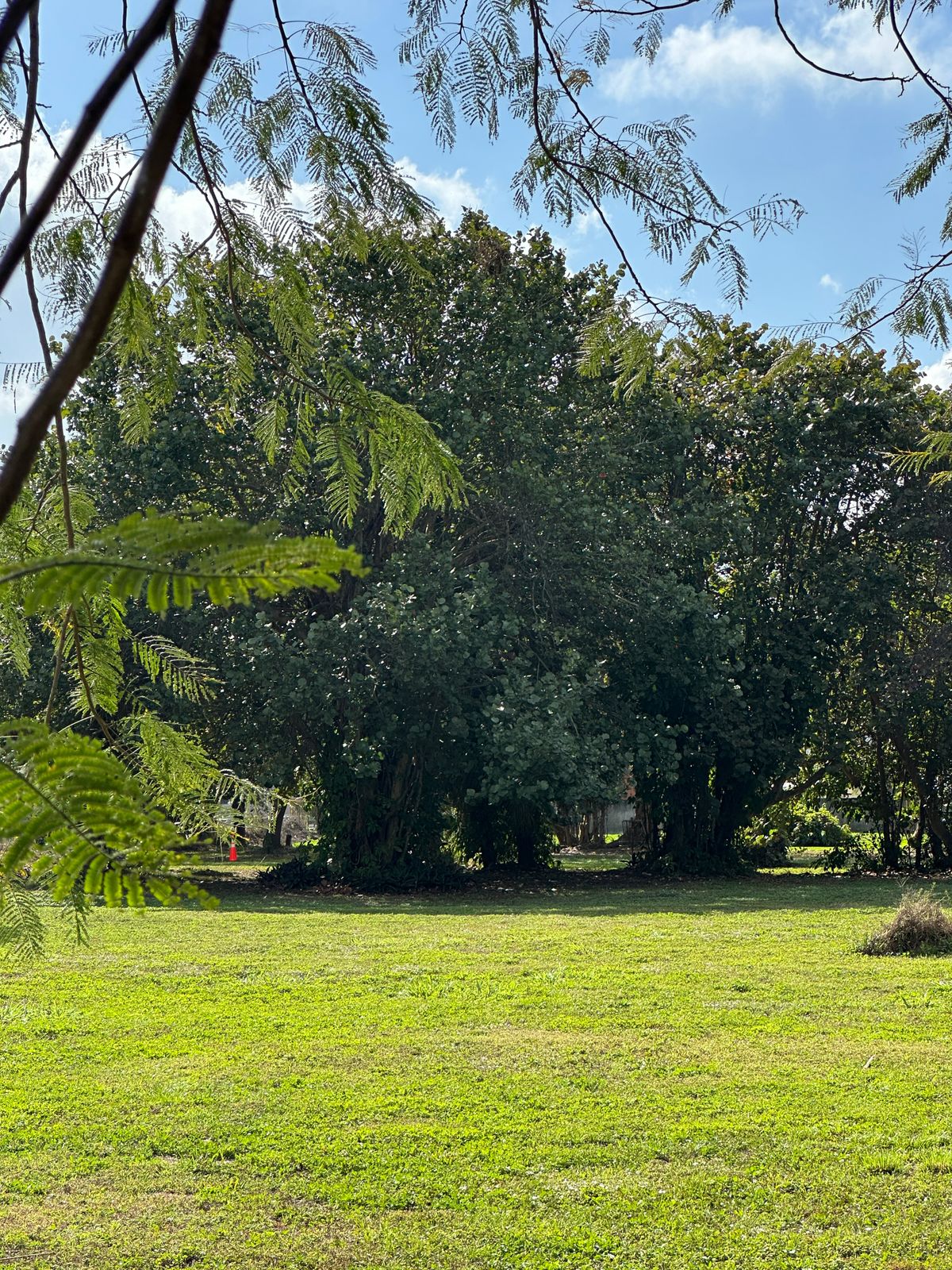 Nice basket tucked in the trees