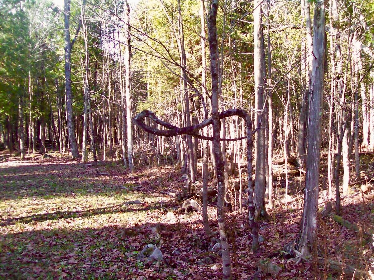 THE Infinity Tree!
