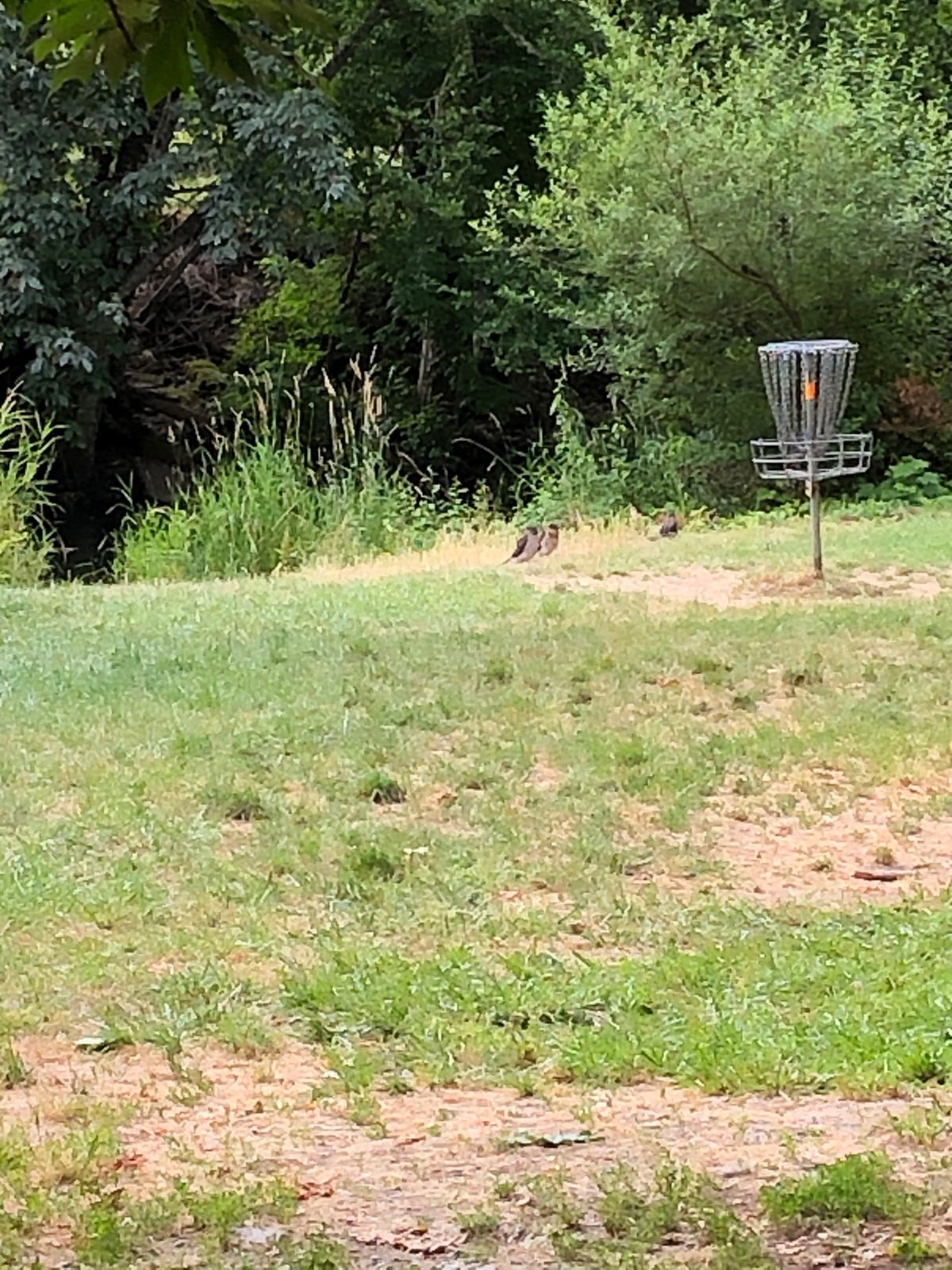 Falcons on hole 1