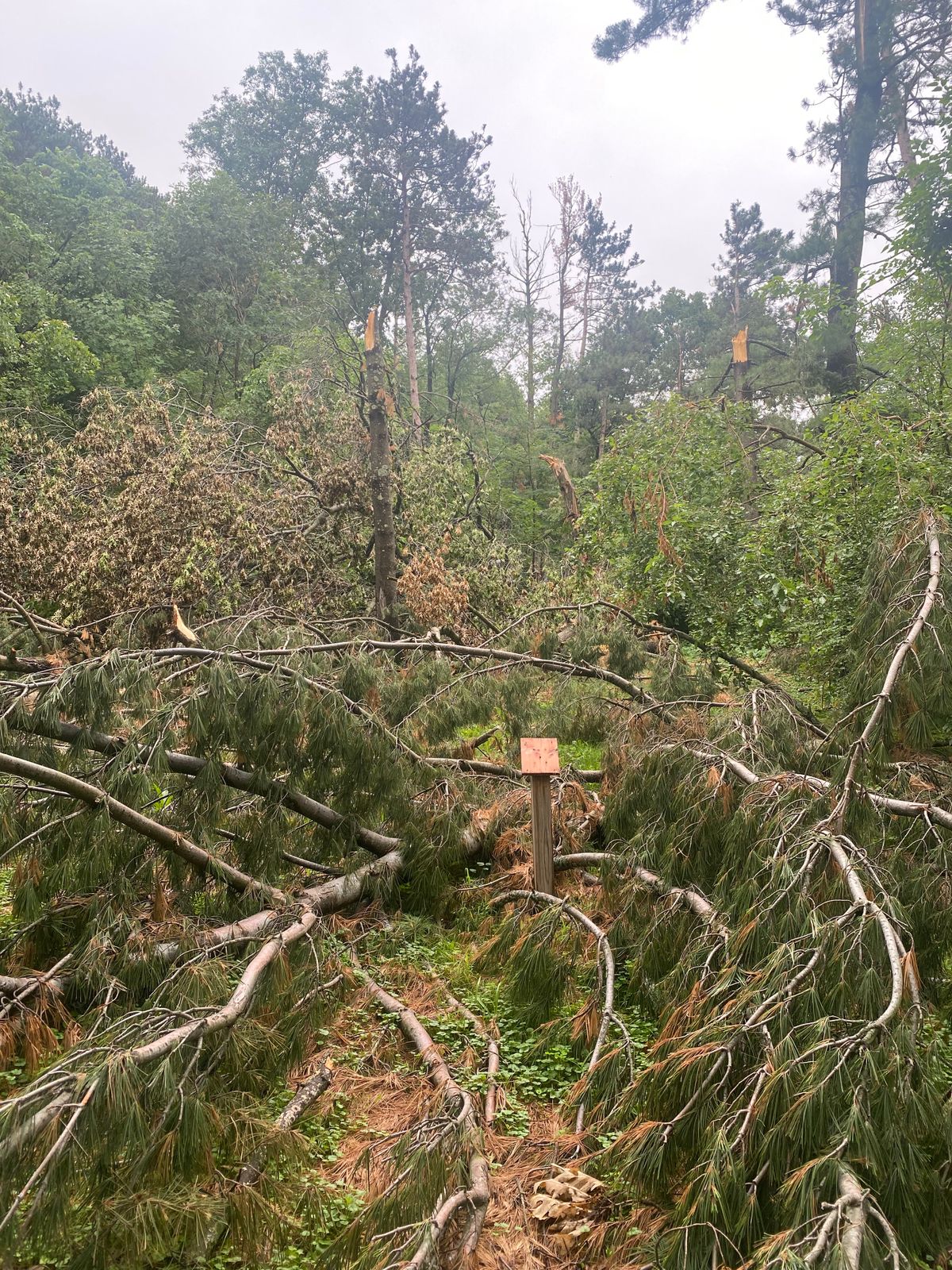 Hole 3’s tee pad.  Tornado came through area.  Fun little 6 hole course, but unplayable currently.