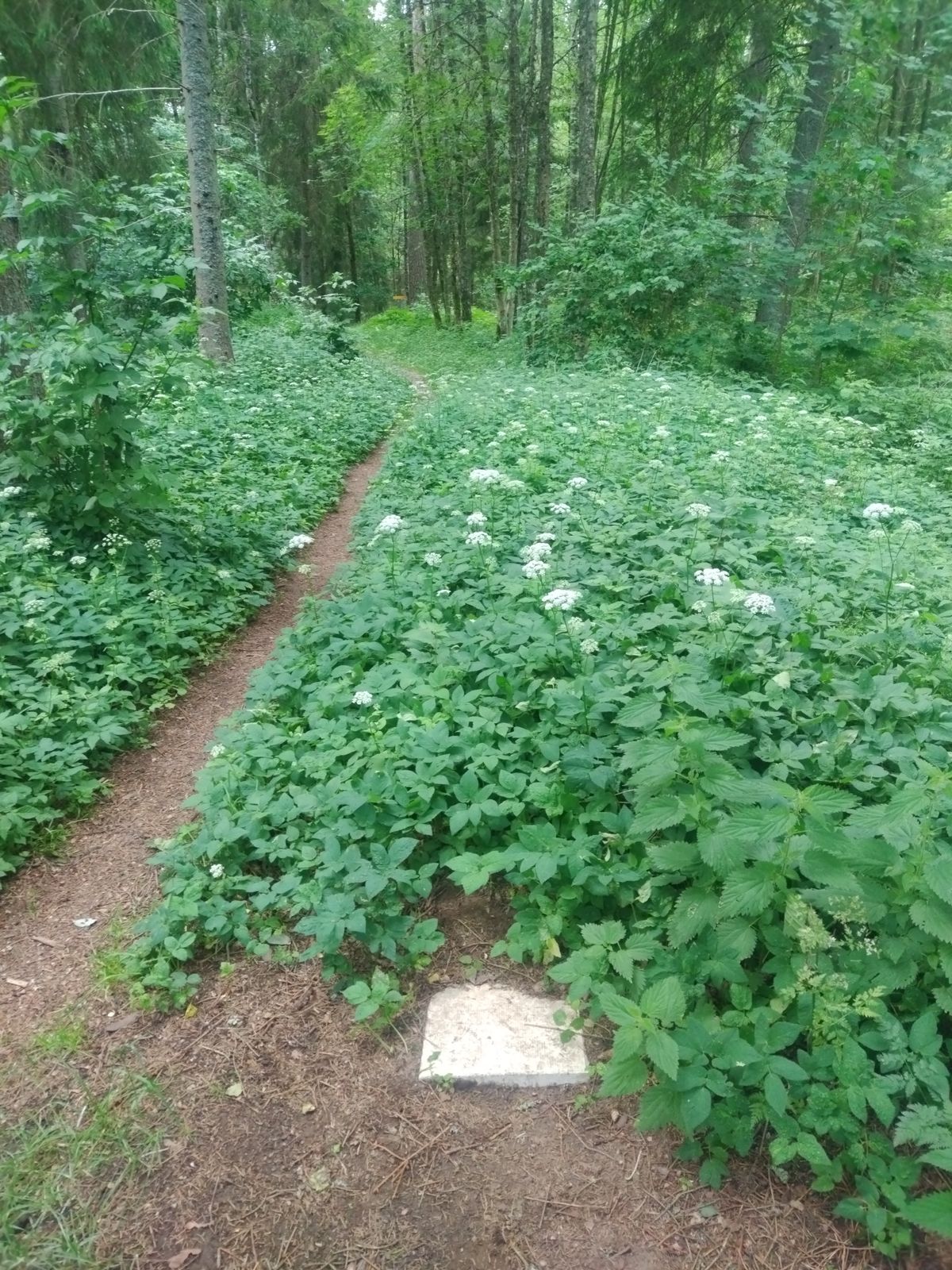 Hole 7