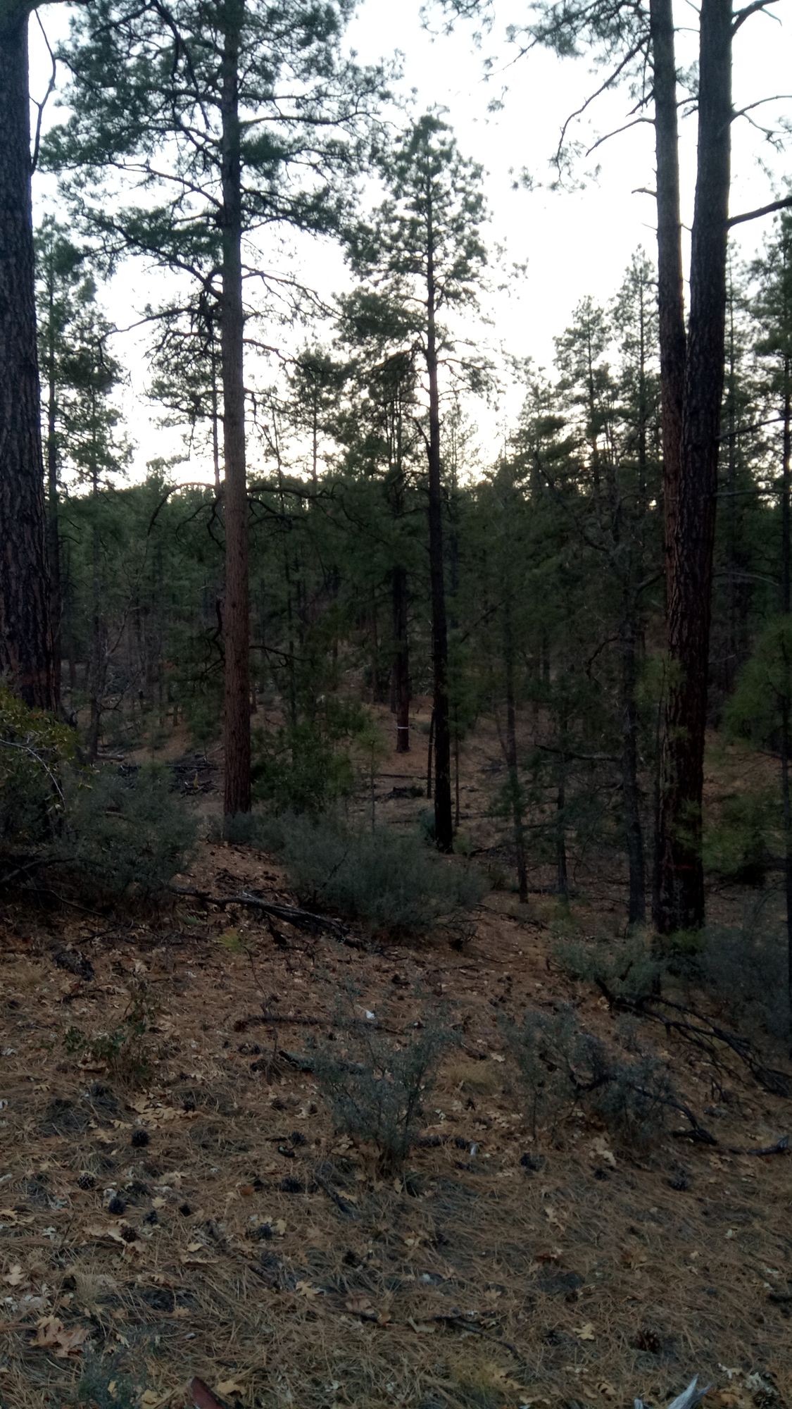 Hole #18 tee (222 ft, plays 222 ft)