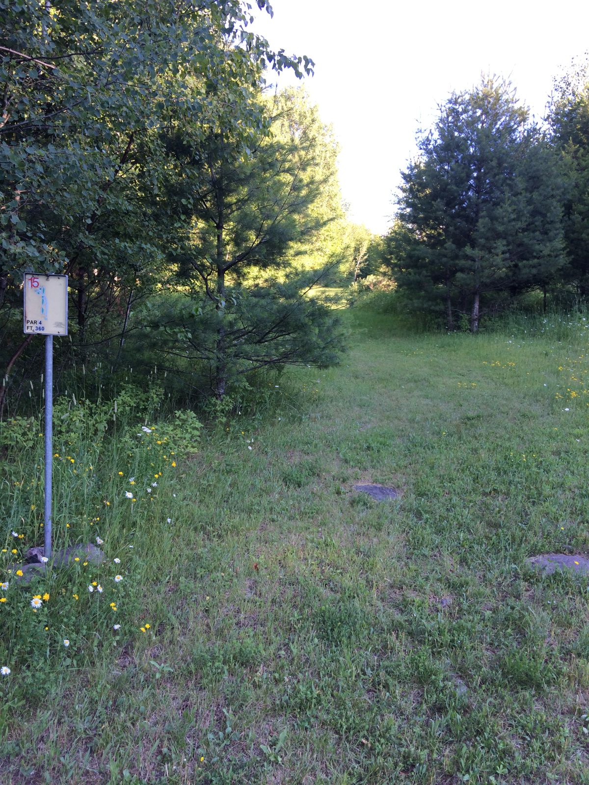 Hole 15. Dogleg left into woods