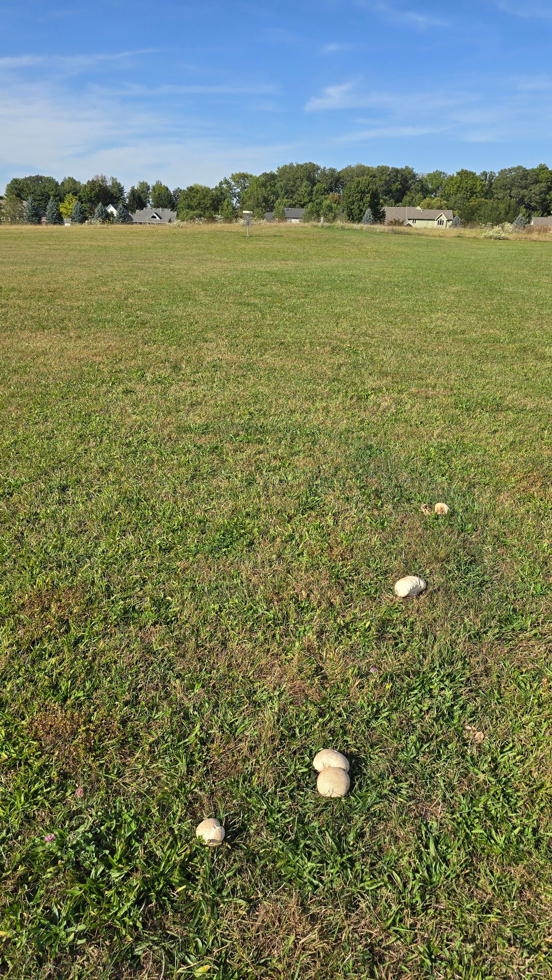 Mushroom Hazard
