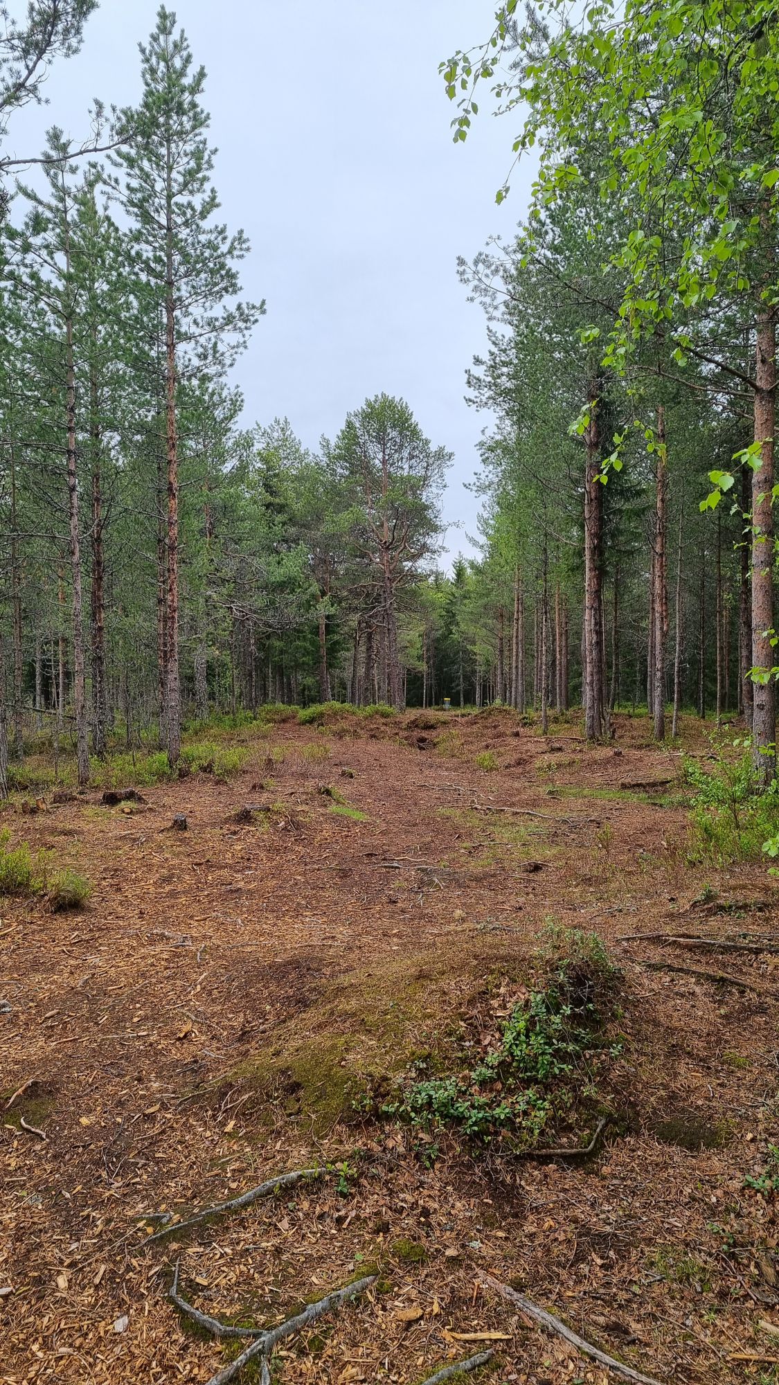 Tillerskogen hull 4.