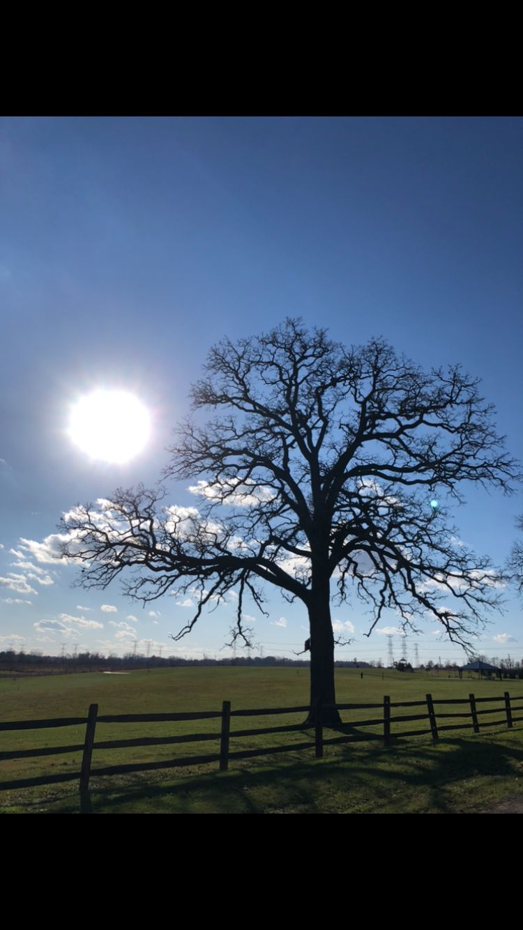 Beautiful Oak Tree on hole 4