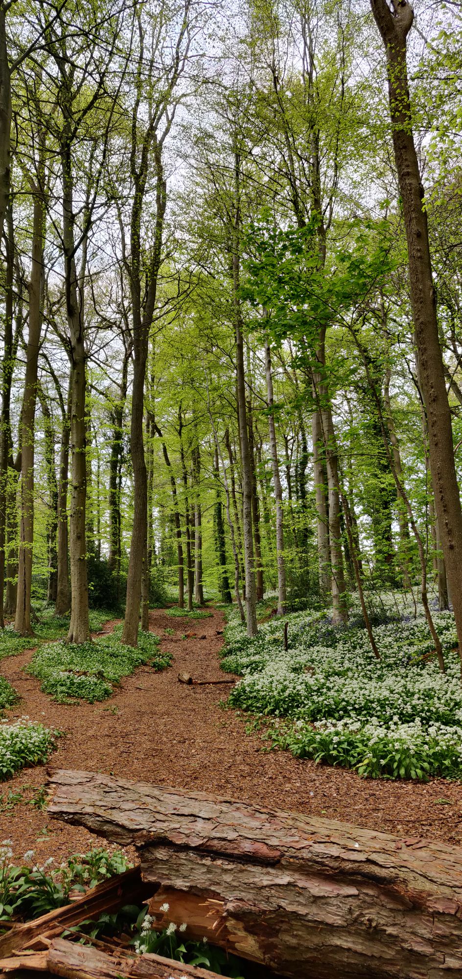 Wild garlic in Spring!