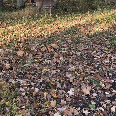 Found a friend on hole 13.