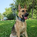 phillydog