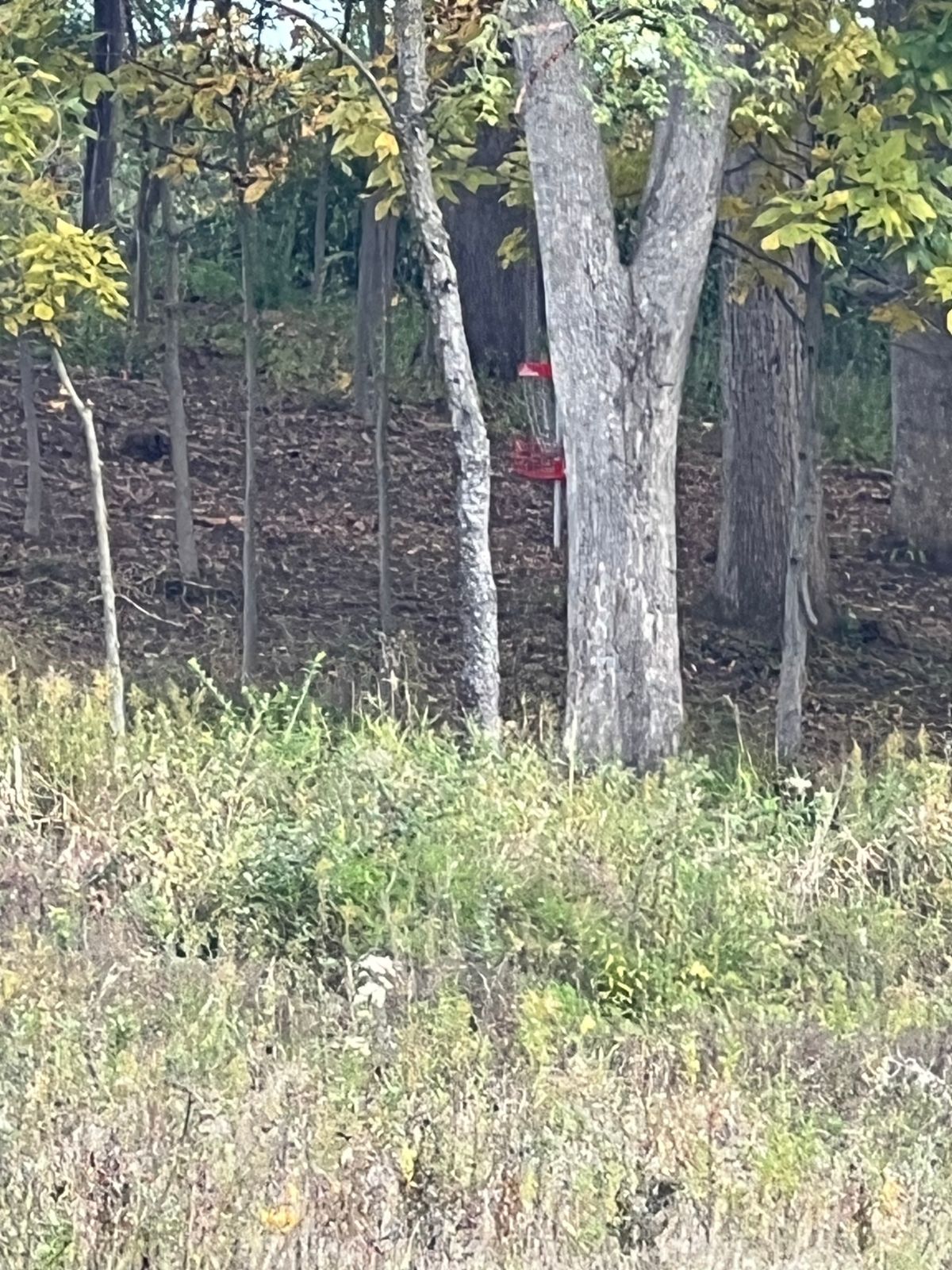 View of the Tee 3 basket.