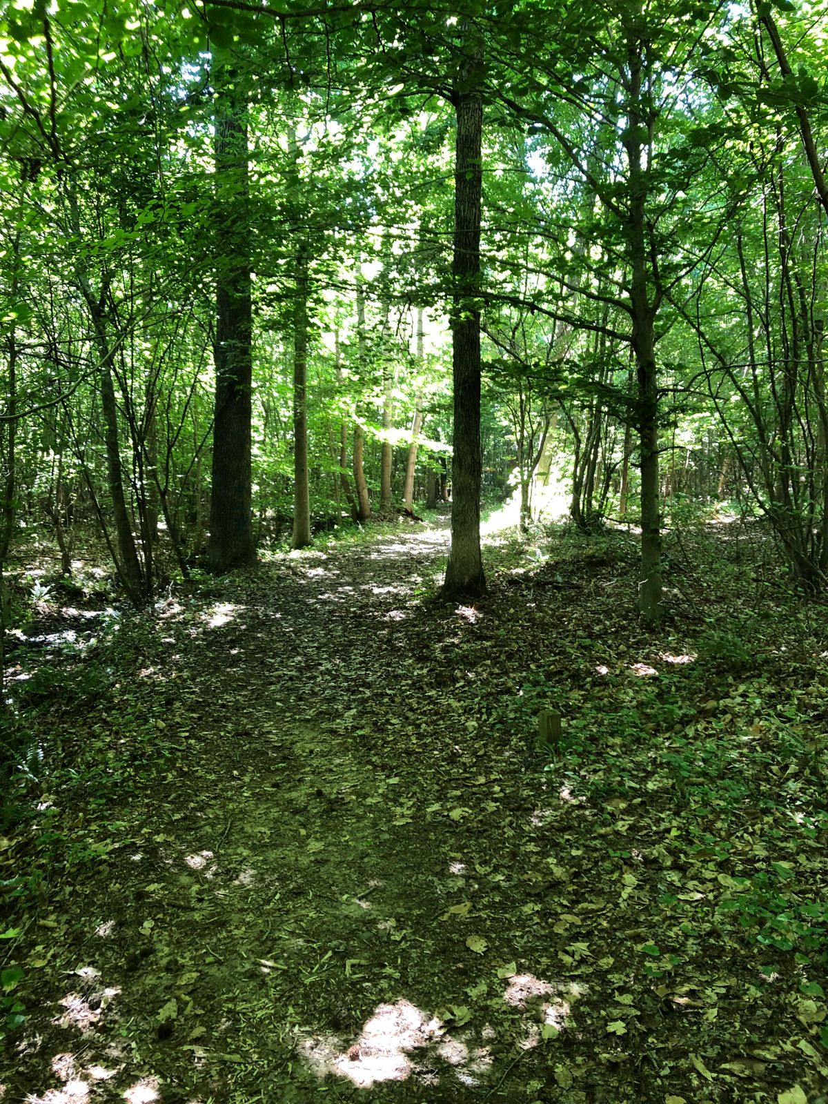 6th fairway