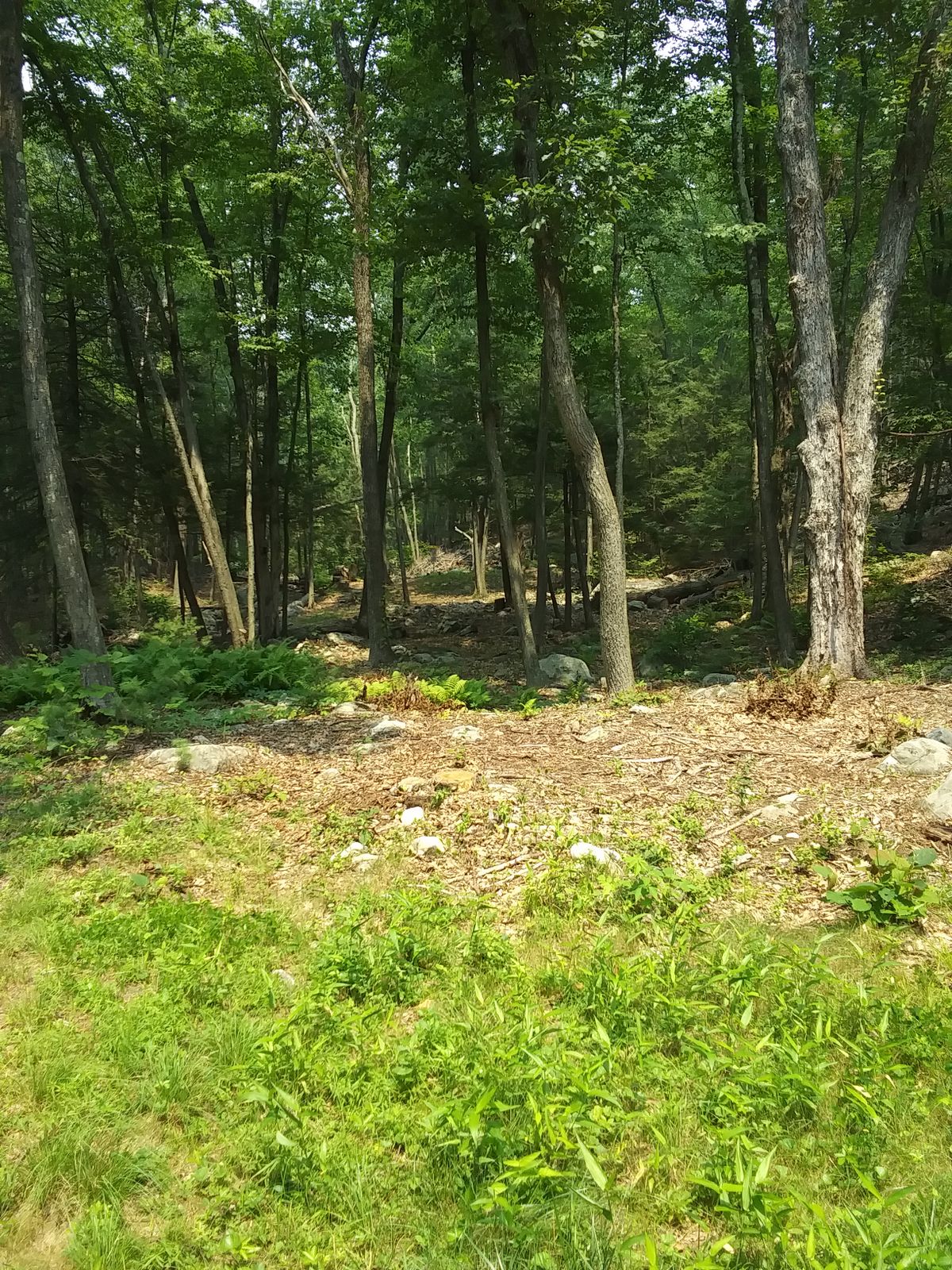 Hole 10 guardian trees.