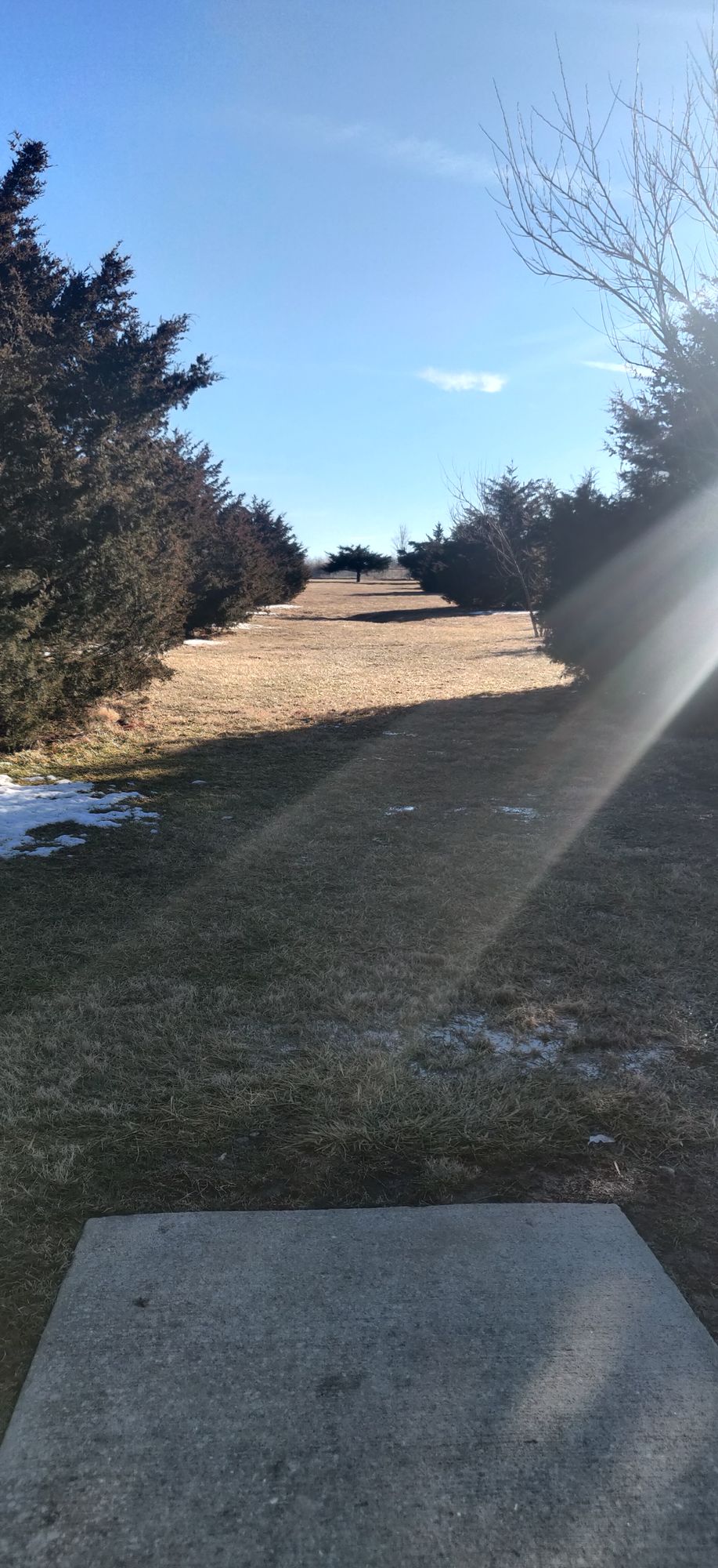 Hole 3. Long, uphill, basket behind two trimmed up cedars.