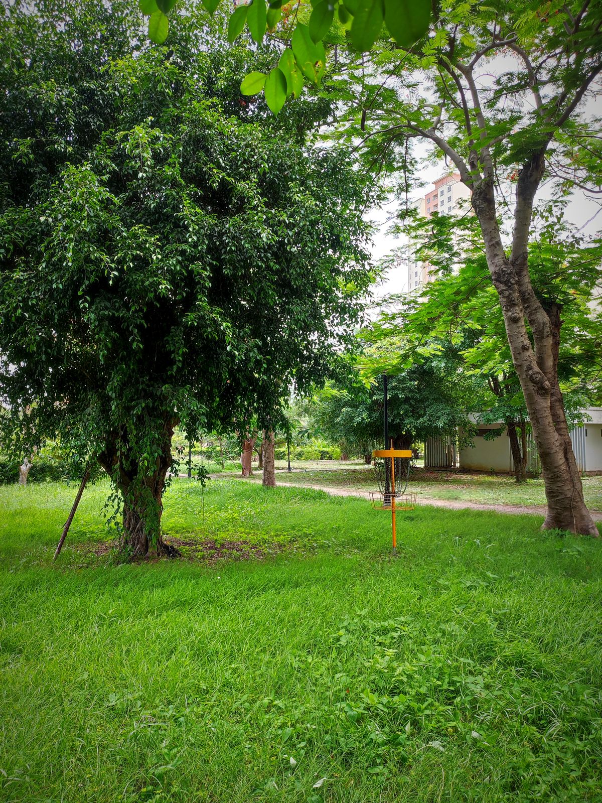 Hole 8 Green - Nine in the Park