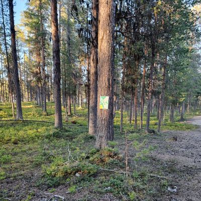 Tee signs finns nu uppsatta. Detta är hål 2 på Old 9.