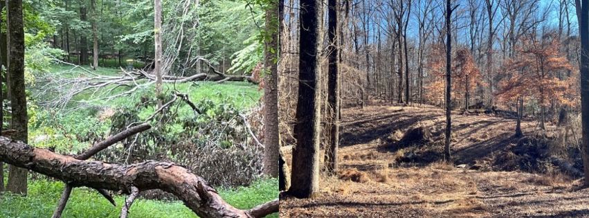Before and after clean up. Looking up the fairway.