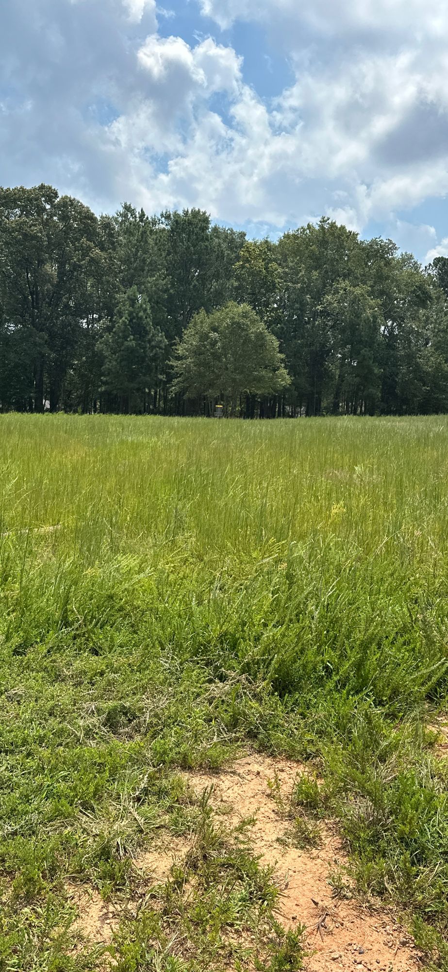 Dude cut the grass, losing discs in this mess