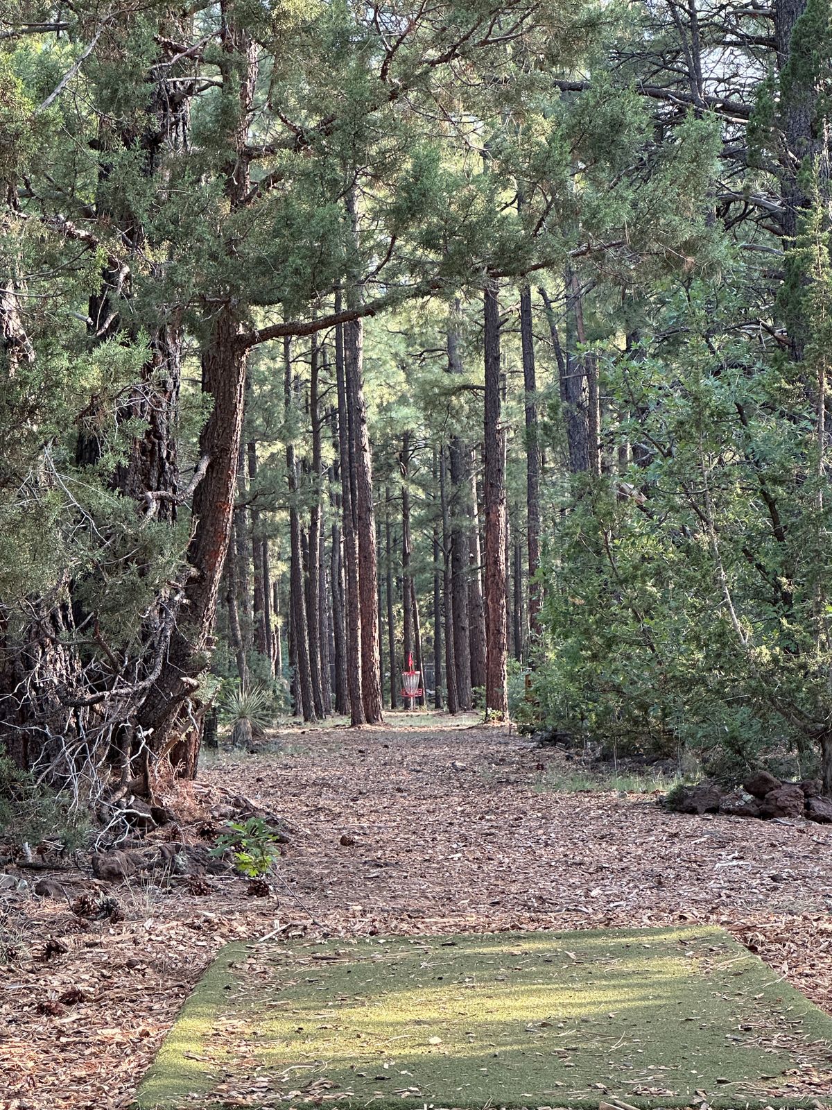 Hole 5 long tee, with the wider gap and updated fairway