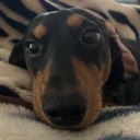 User avatar image