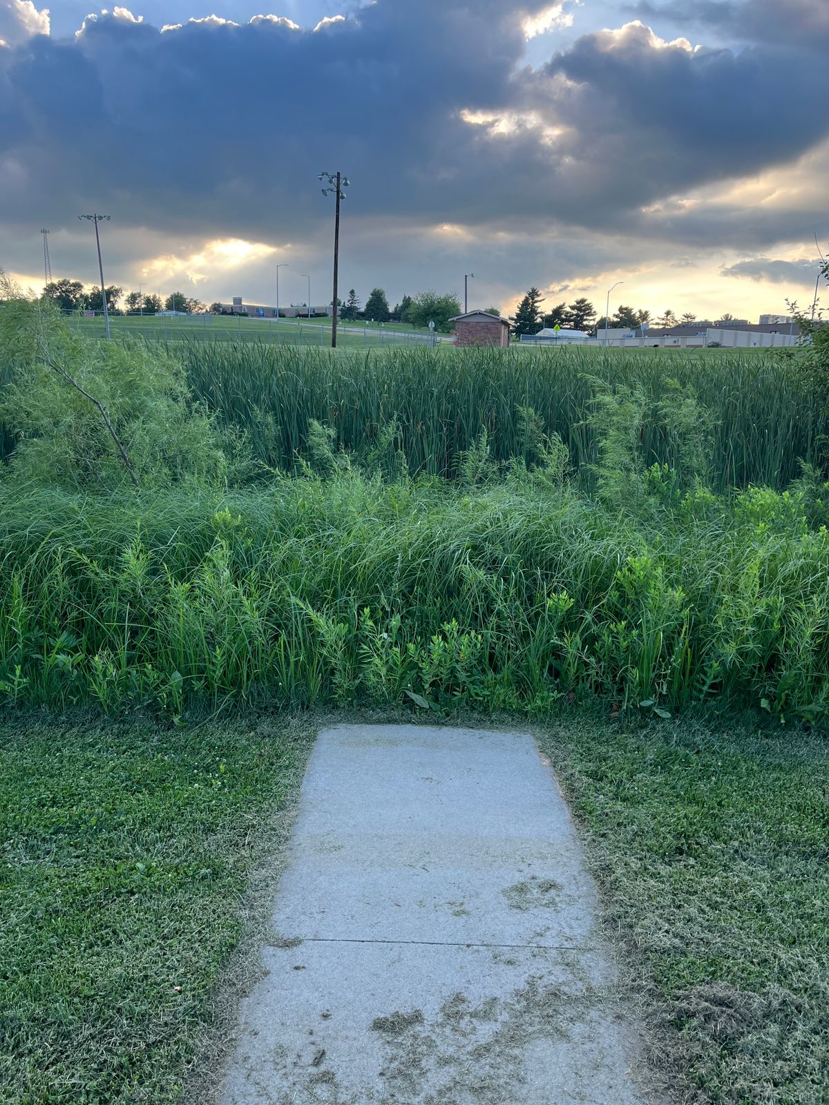 Hole 4 over the swamp.