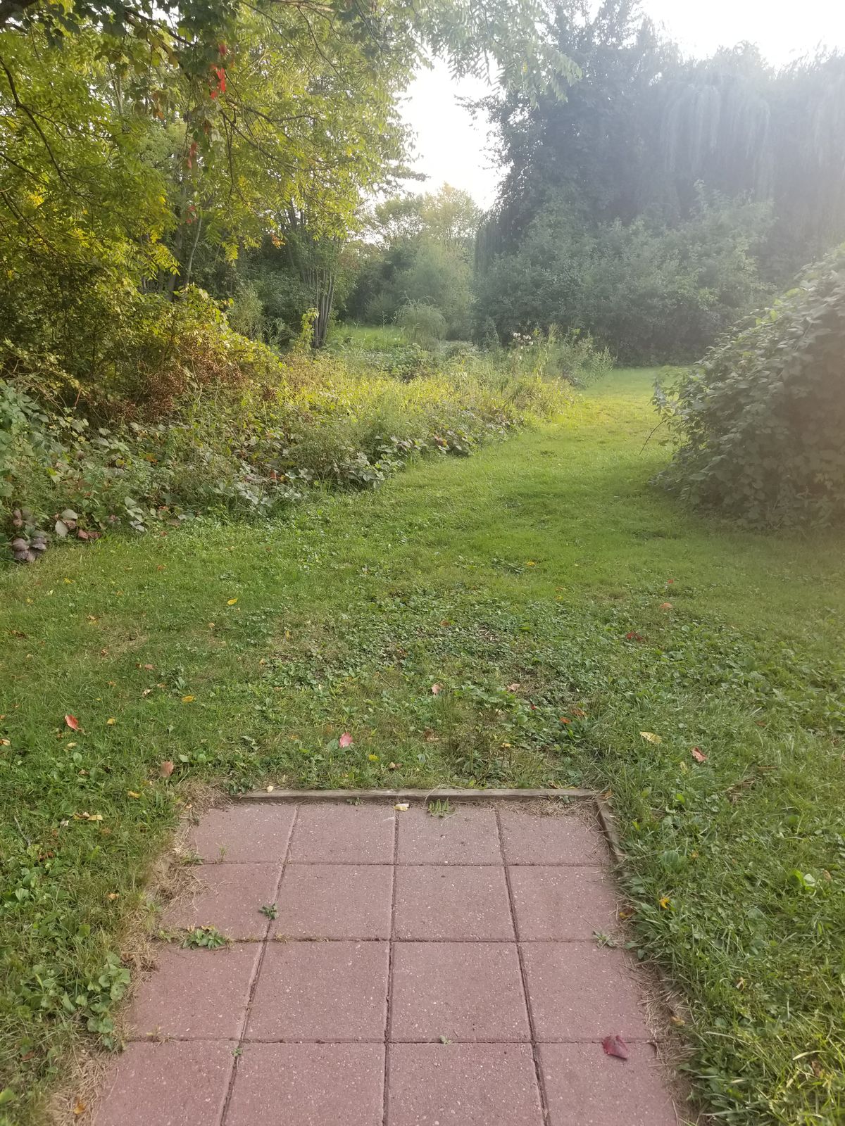 Tee pad 4, over grown weeds and a tree