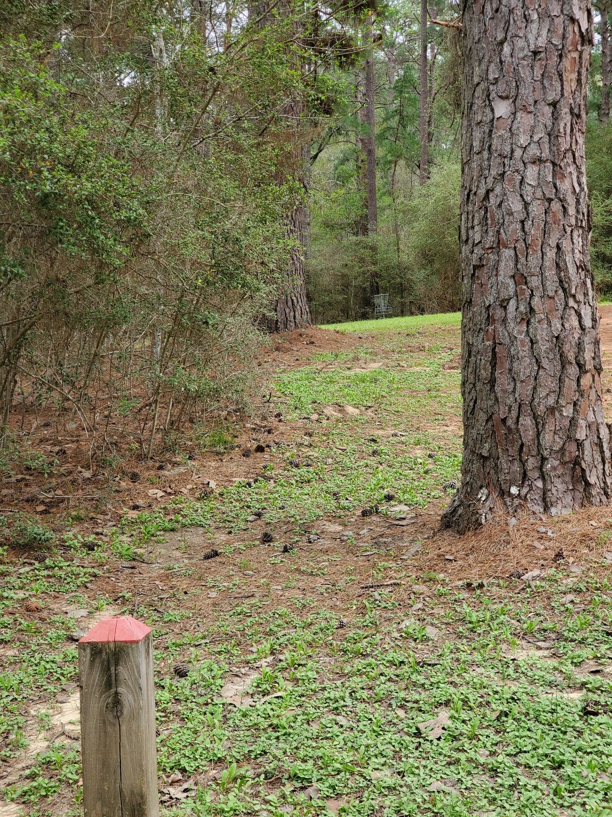 Hole 12 red tee