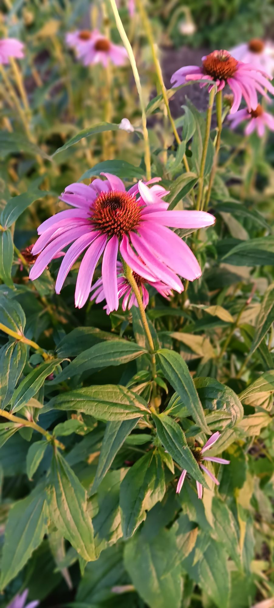Found very pretty flower at course ☺️