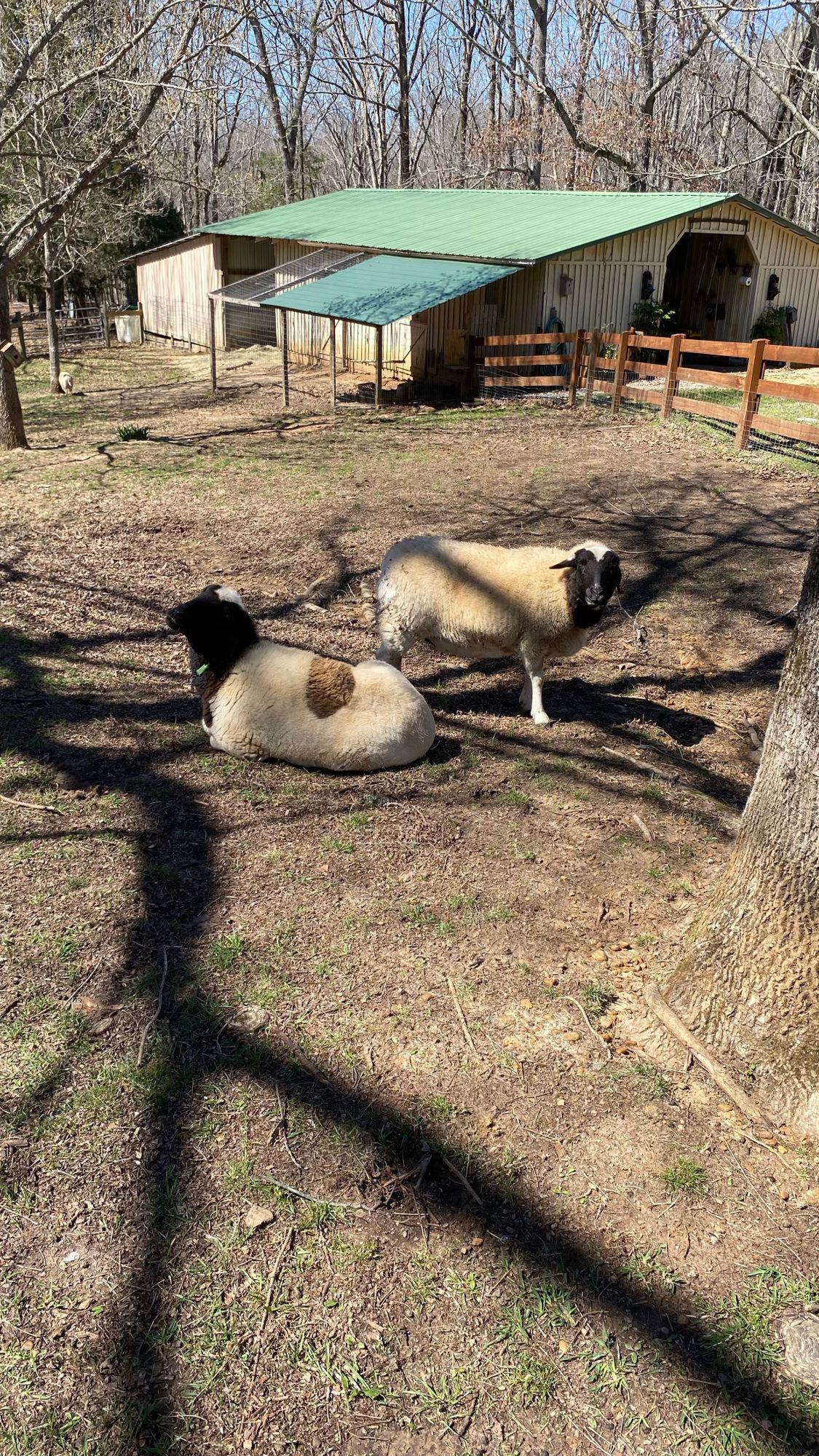 The sheep that like to congregate on the last few holes.