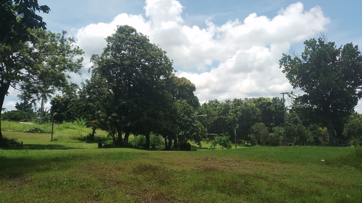Hole 1 basket under tall tree