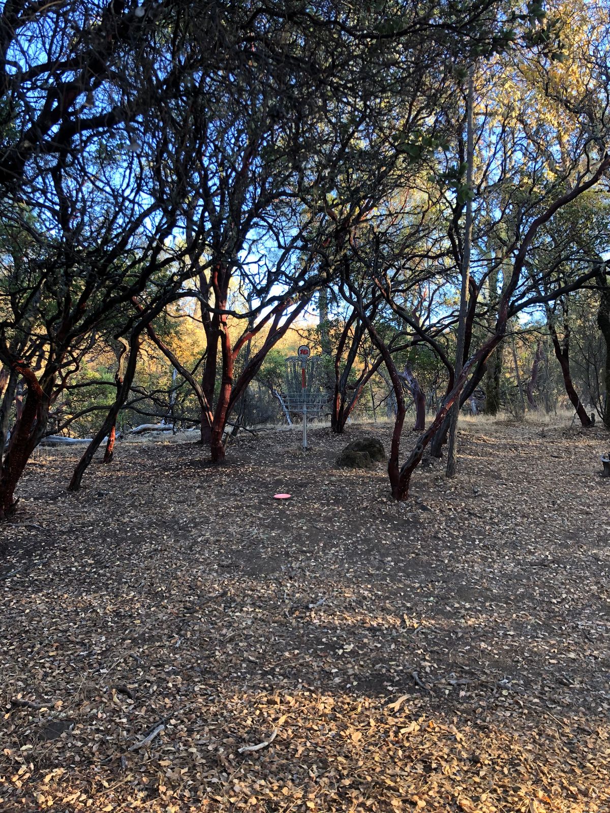 21s basket tucked in manzanita