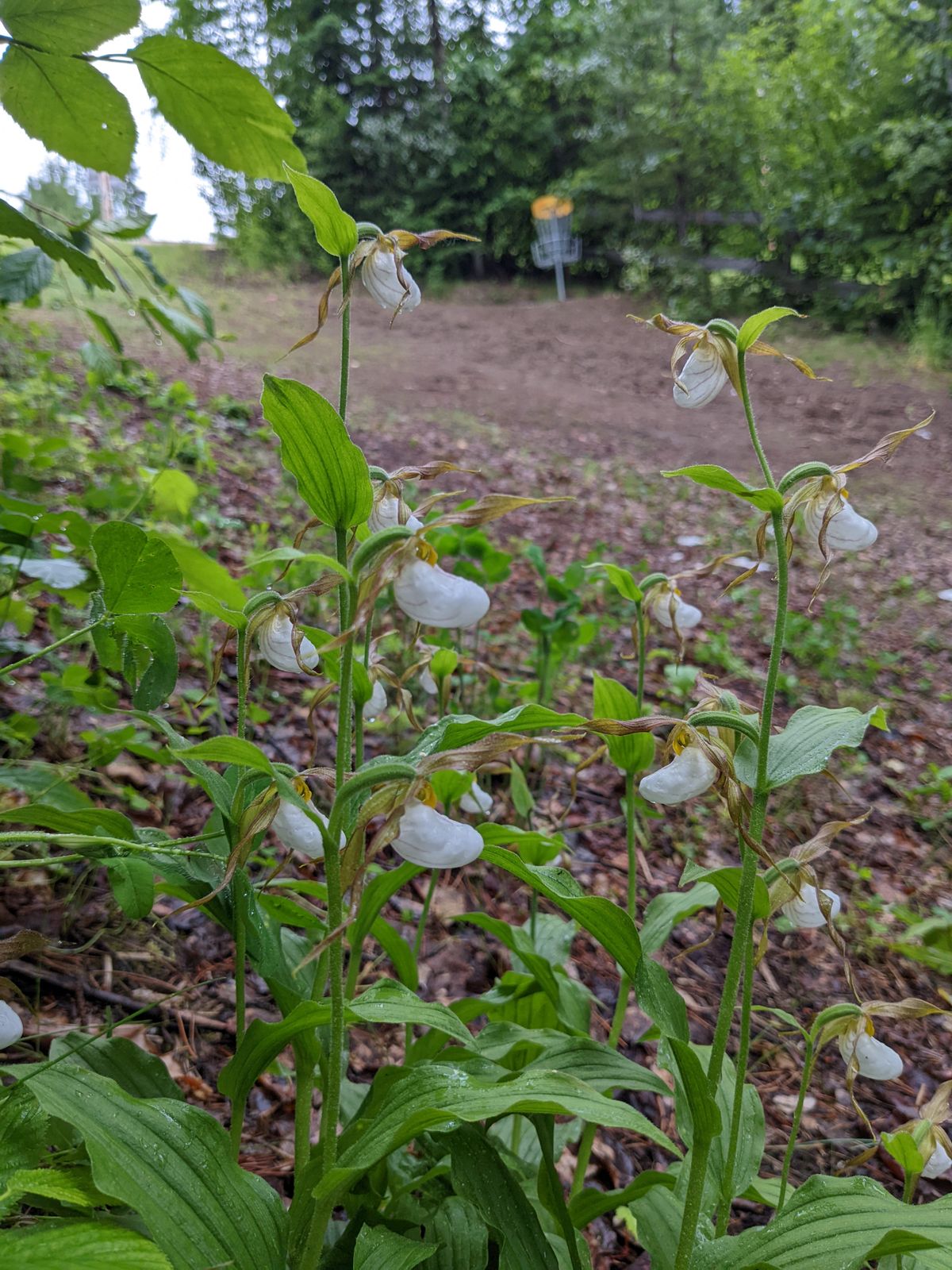 Lady slippers on hole 77