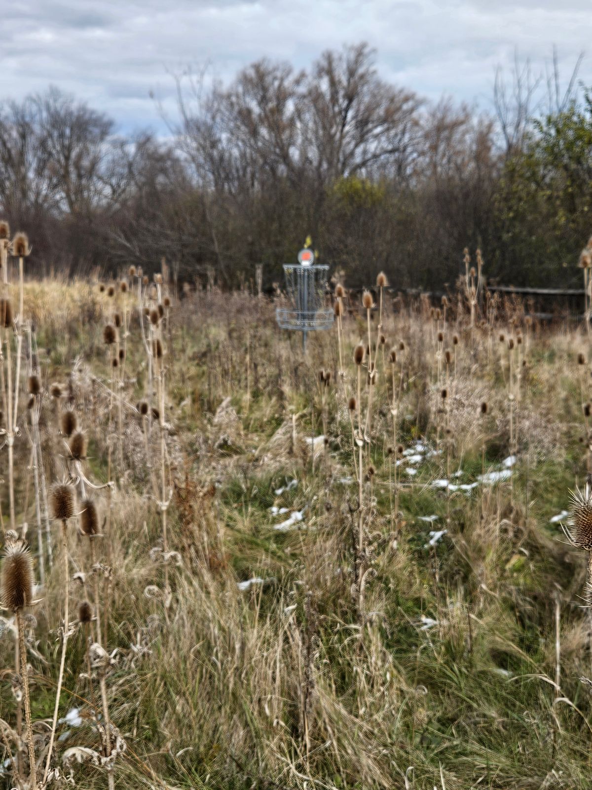 Hole 8 basket in November. Probably buried by grass in the summer.