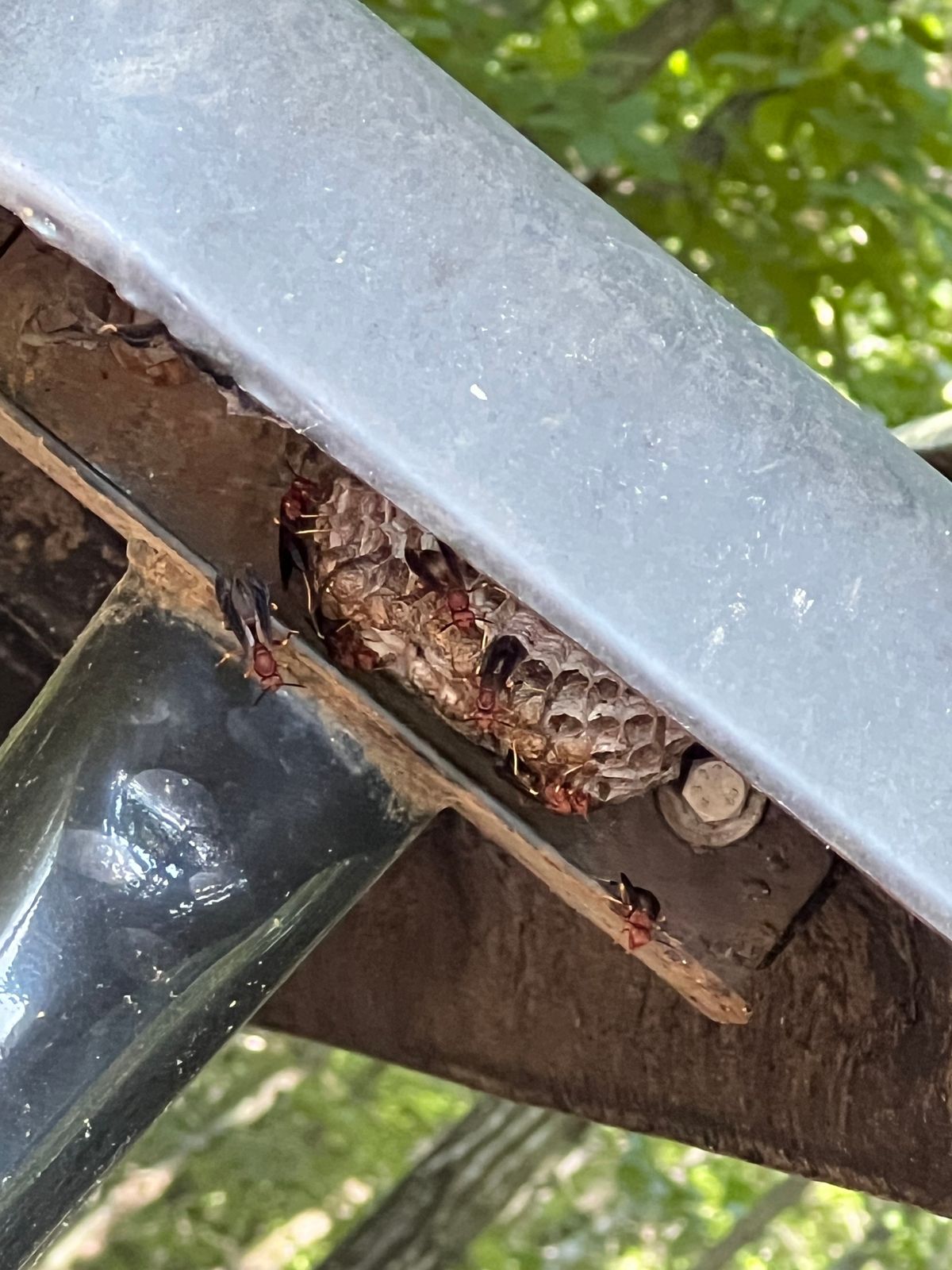 Wasp nest under bench at hole 8 (got stung twice).