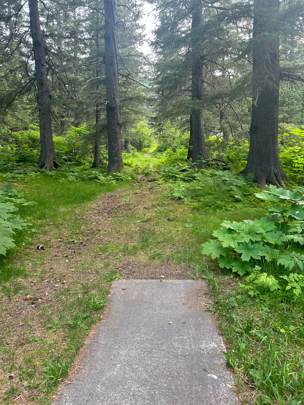 Hole 3s teepad and fairway, a straight 200 ft shot
