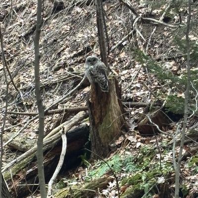 Steve, hole 7/16's resident Barred Owl