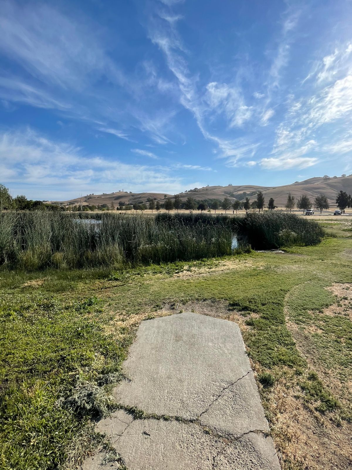 View from hole 6. Basket is straight ahead on the other side of the water and reeds.