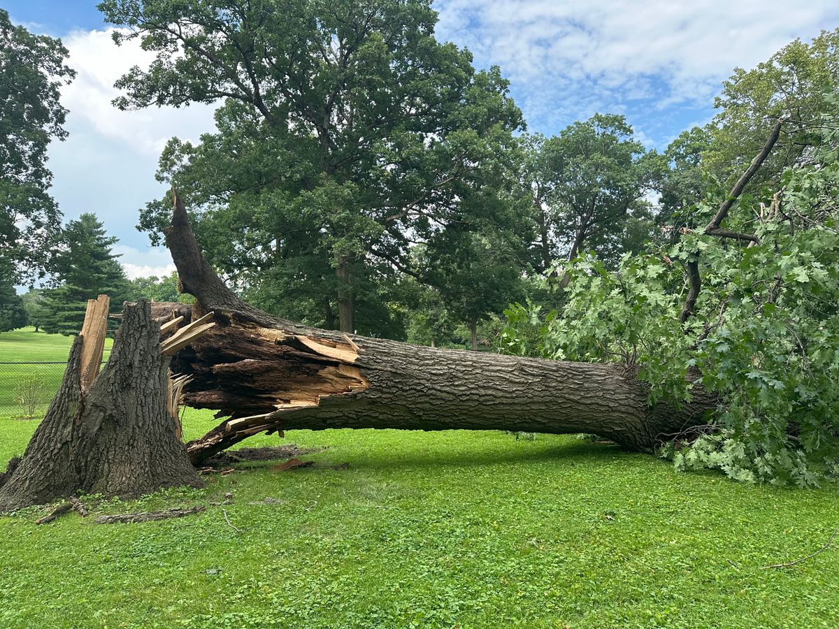 Tree down at hole 2 on 7/16.